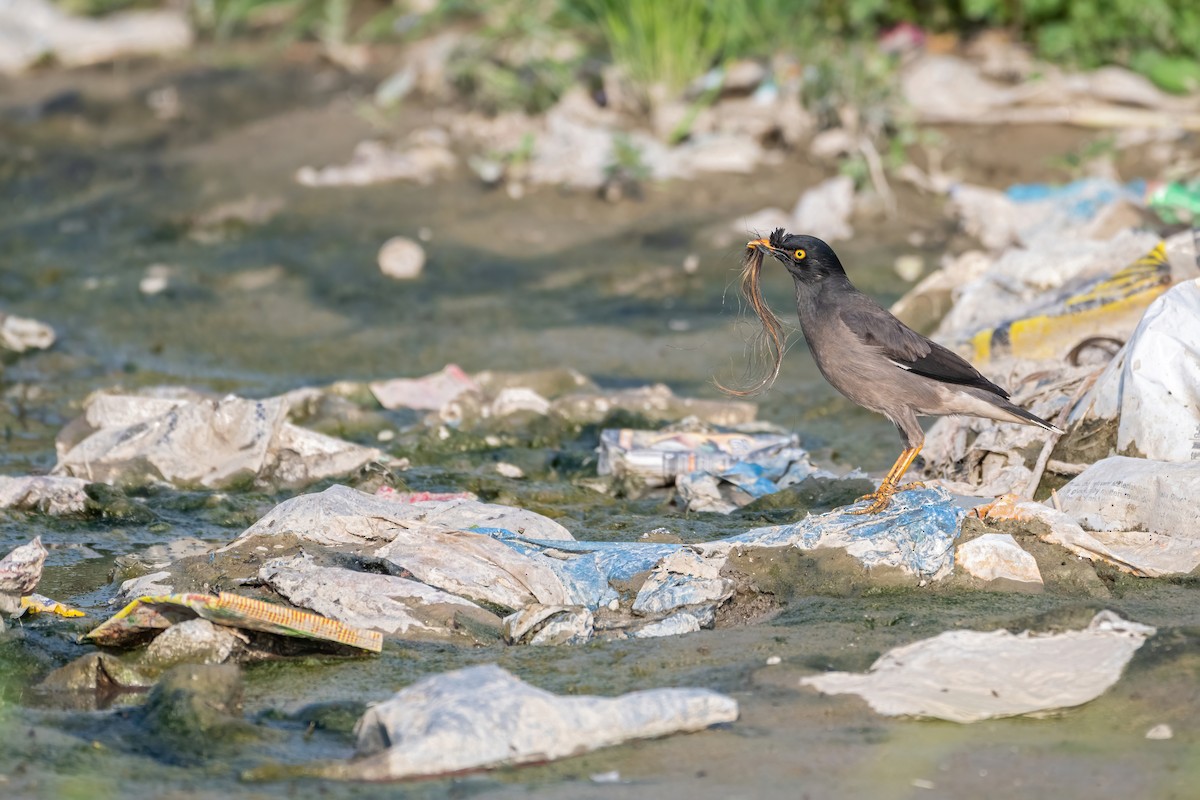 Jungle Myna - Deepak Budhathoki 🦉