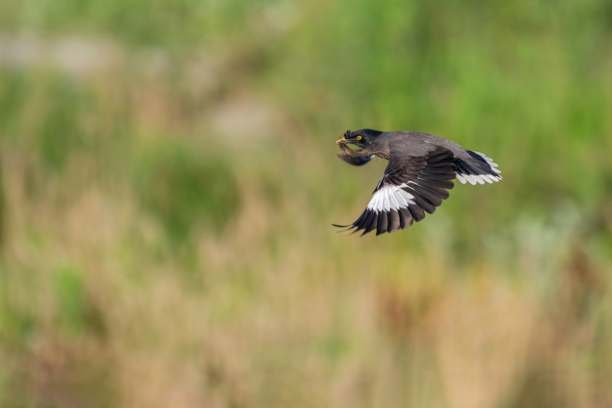 Jungle Myna - Deepak Budhathoki 🦉