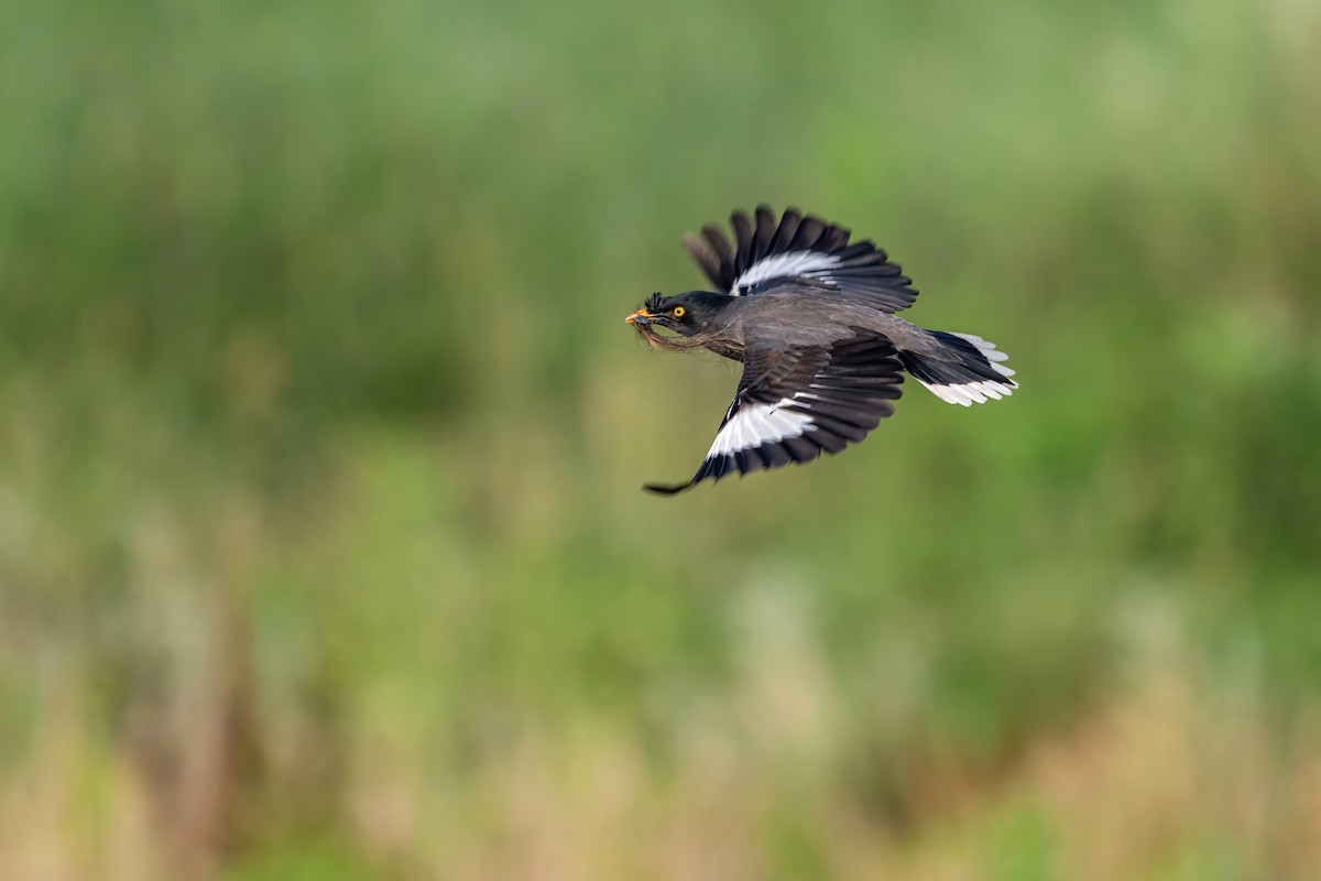 Jungle Myna - Deepak Budhathoki 🦉