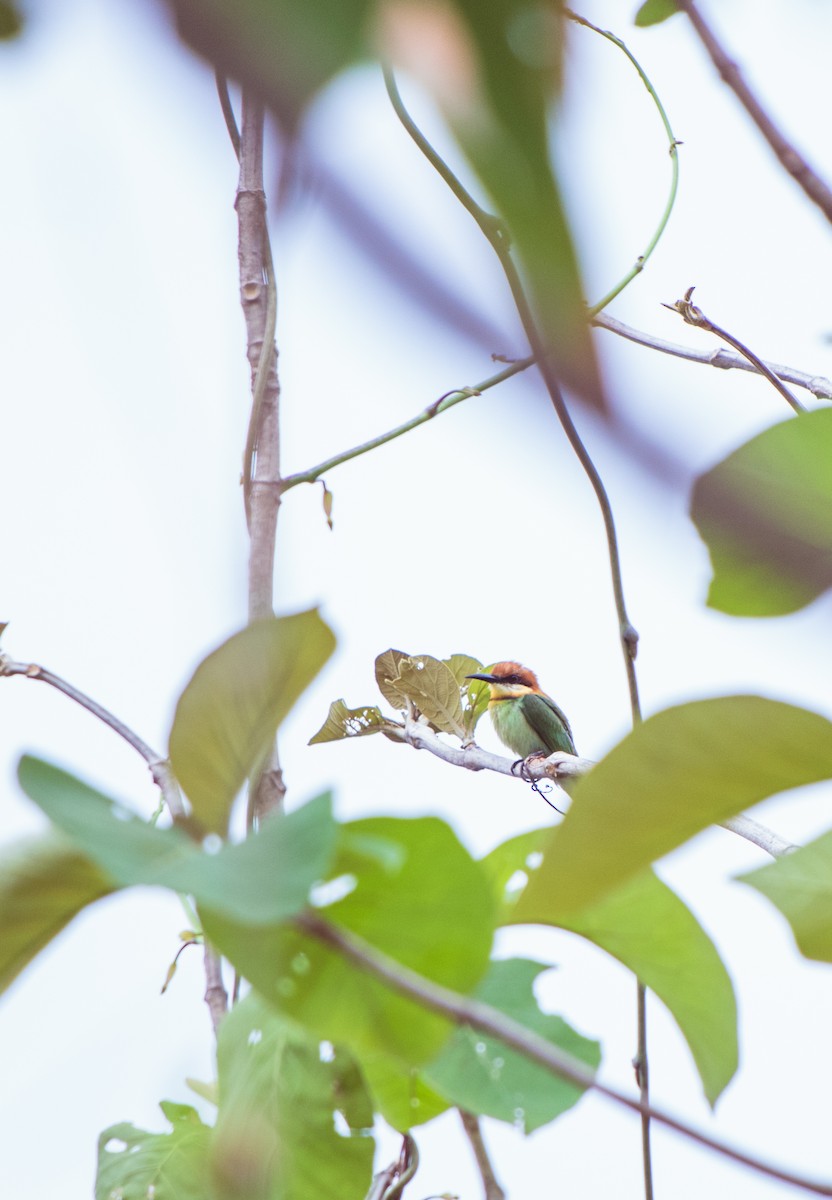 Chestnut-headed Bee-eater - Dipankar Dev