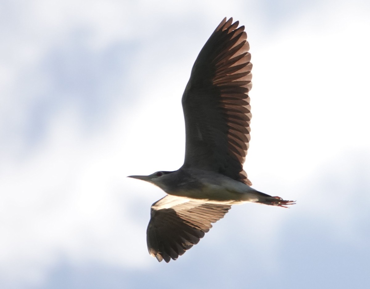 Black-crowned Night Heron - Ömer   Salman