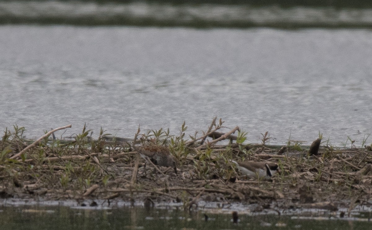 Dunlin - James Funk