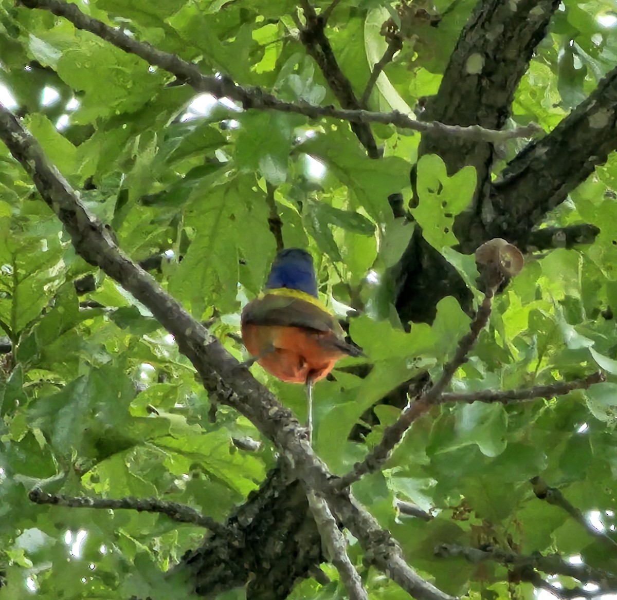 Painted Bunting - K Keith