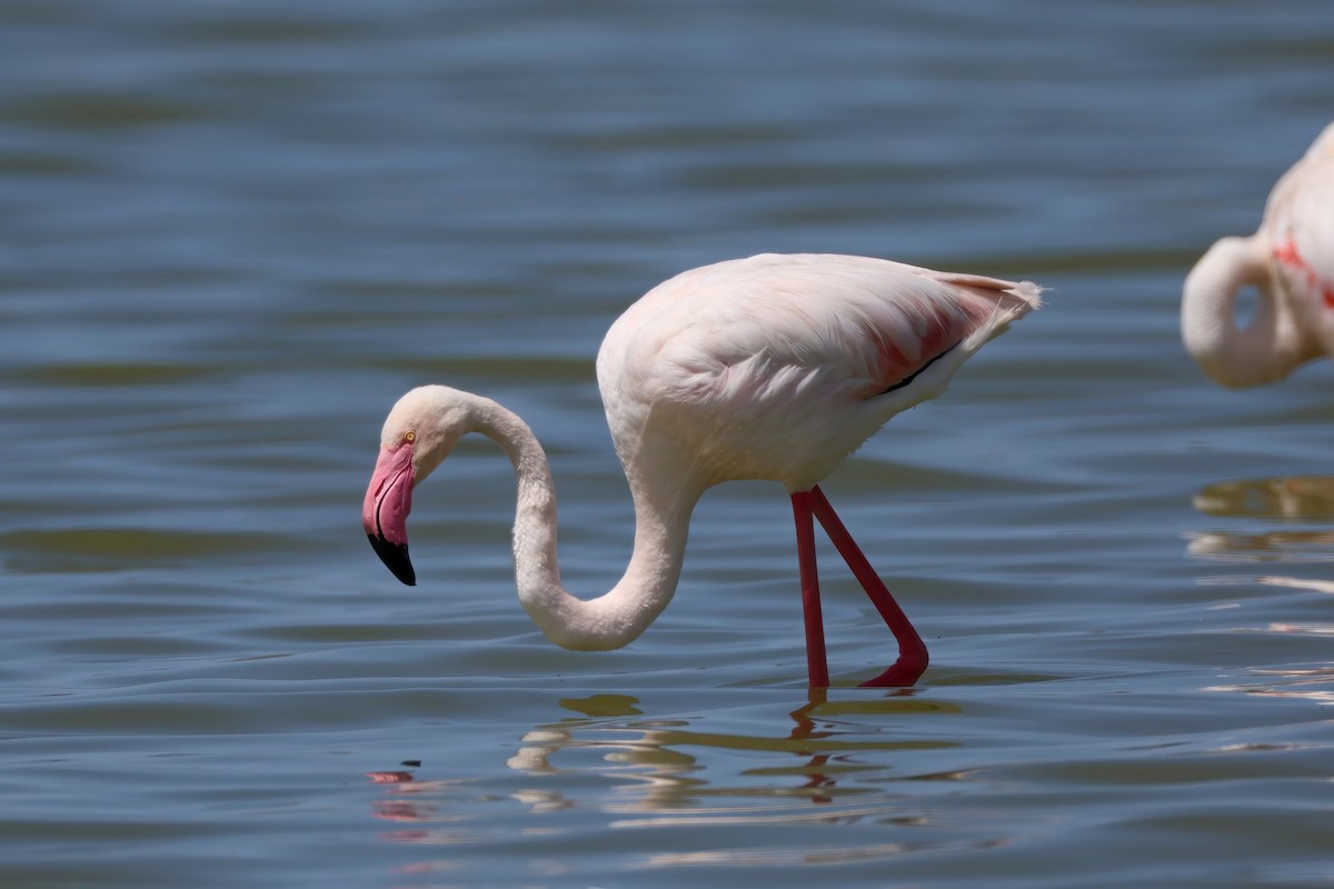 Greater Flamingo - ML619127113