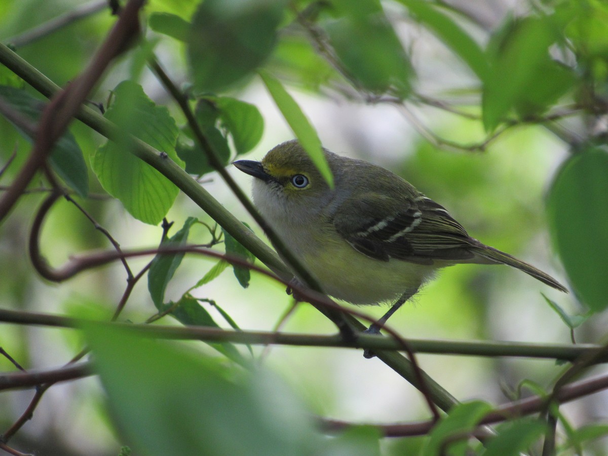 Vireo Ojiblanco - ML619127118