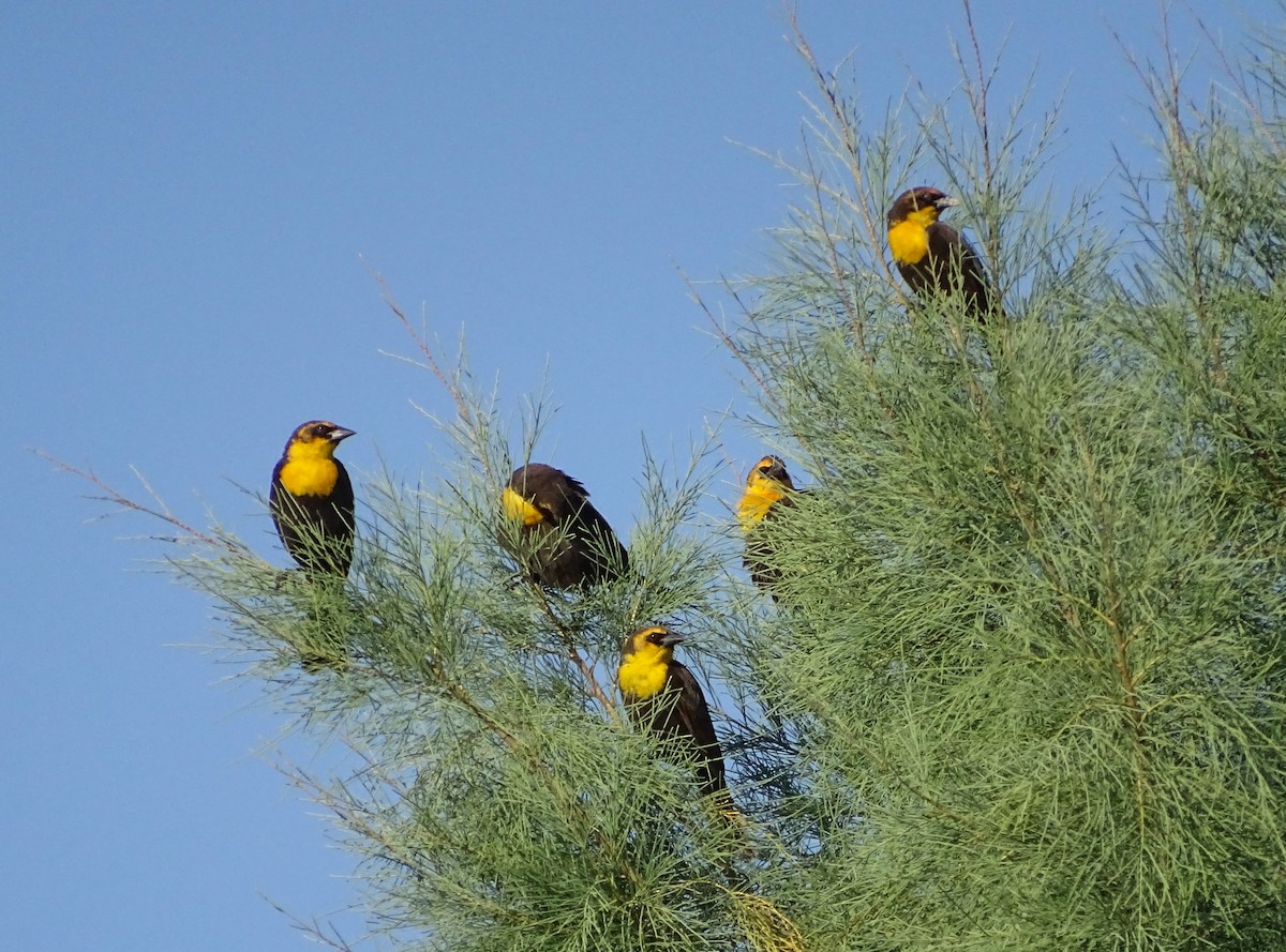 Yellow-headed Blackbird - Nancy Overholtz