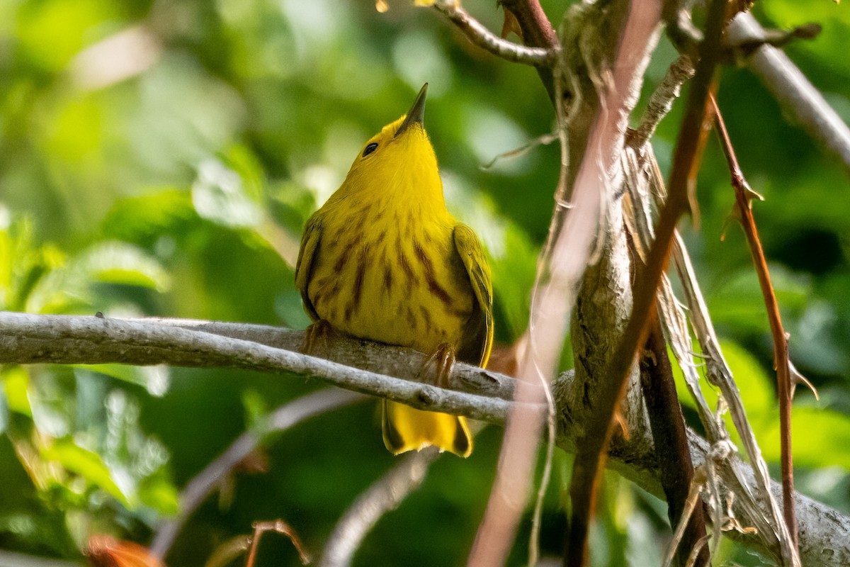 Yellow Warbler - Richard Stern