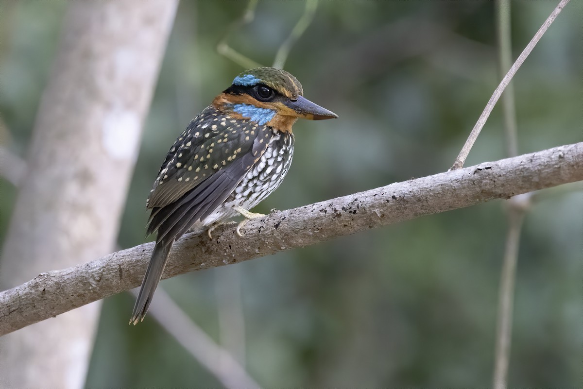 Spotted Kingfisher - Raymond  Dan