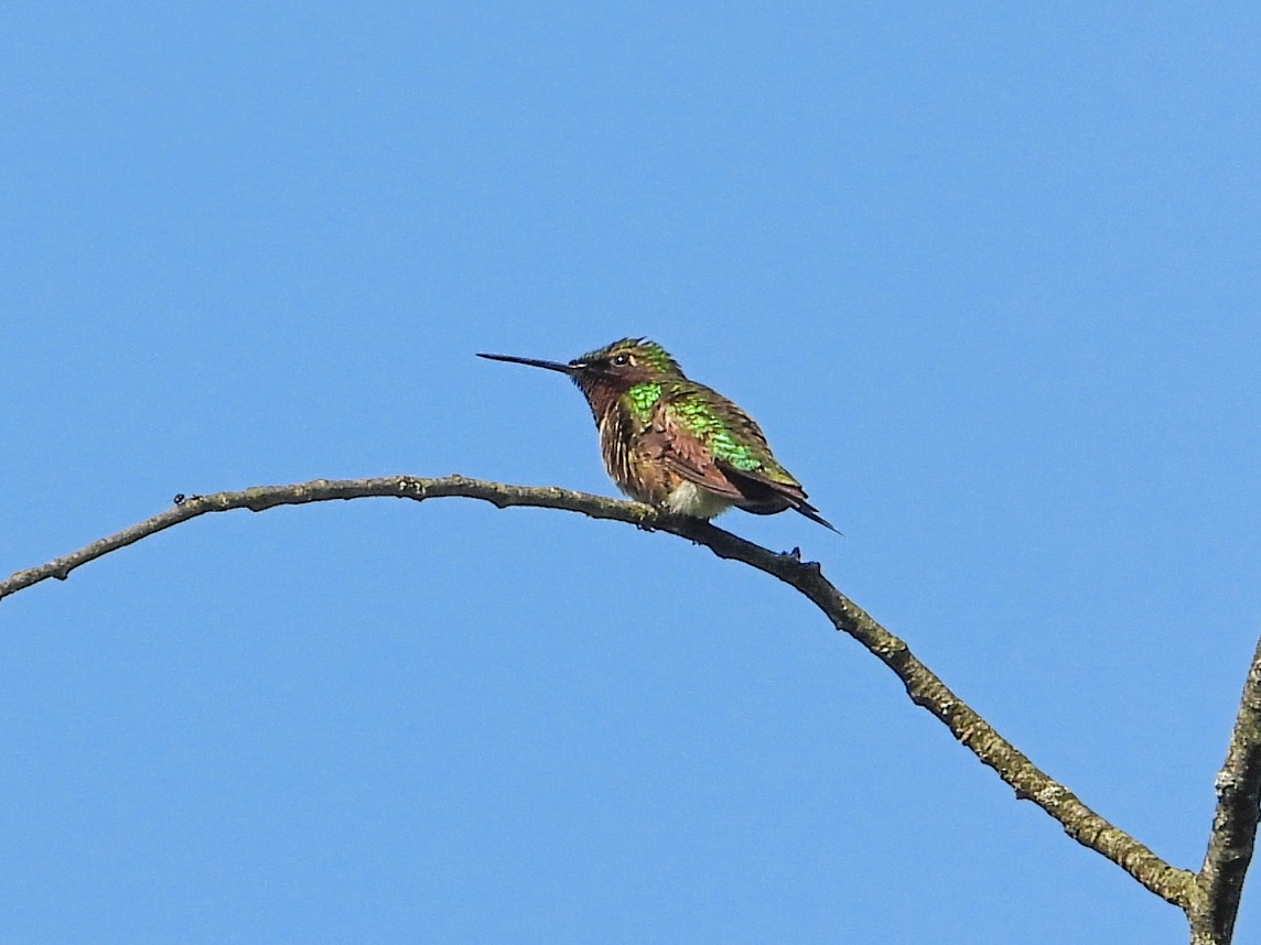 Ruby-throated Hummingbird - ML619127218