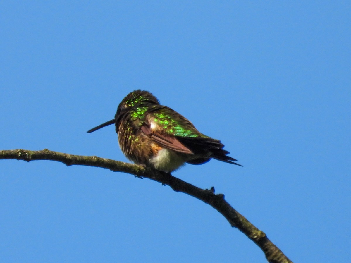 Ruby-throated Hummingbird - ML619127219