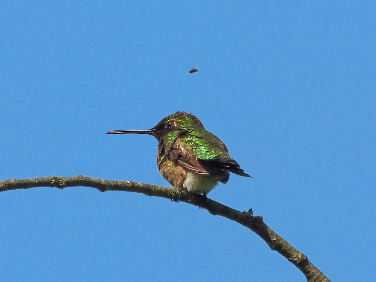 Ruby-throated Hummingbird - ML619127220