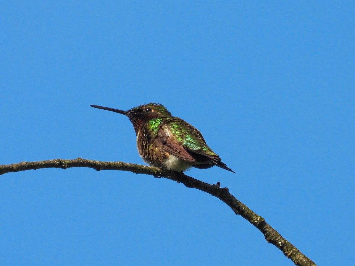 Ruby-throated Hummingbird - ML619127221
