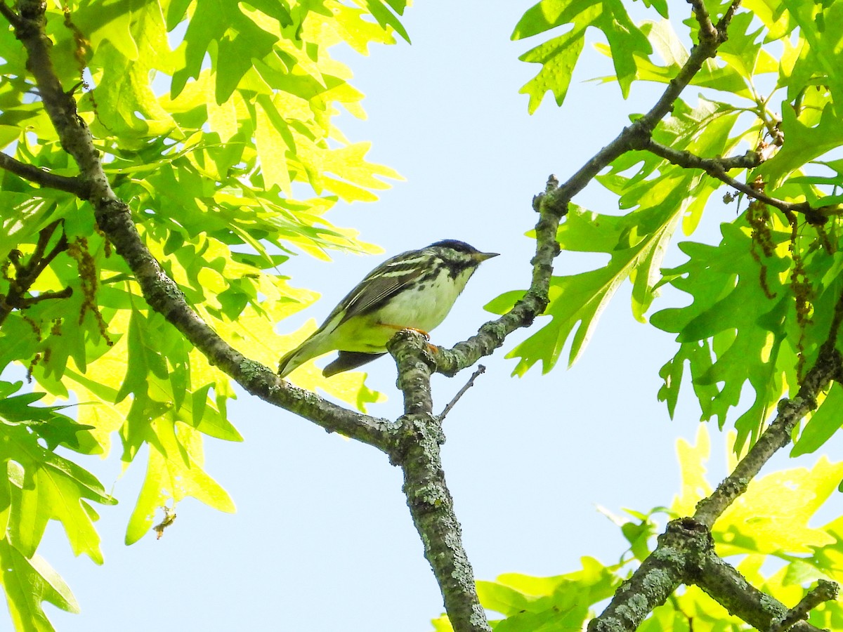 Blackpoll Warbler - Haley Gottardo