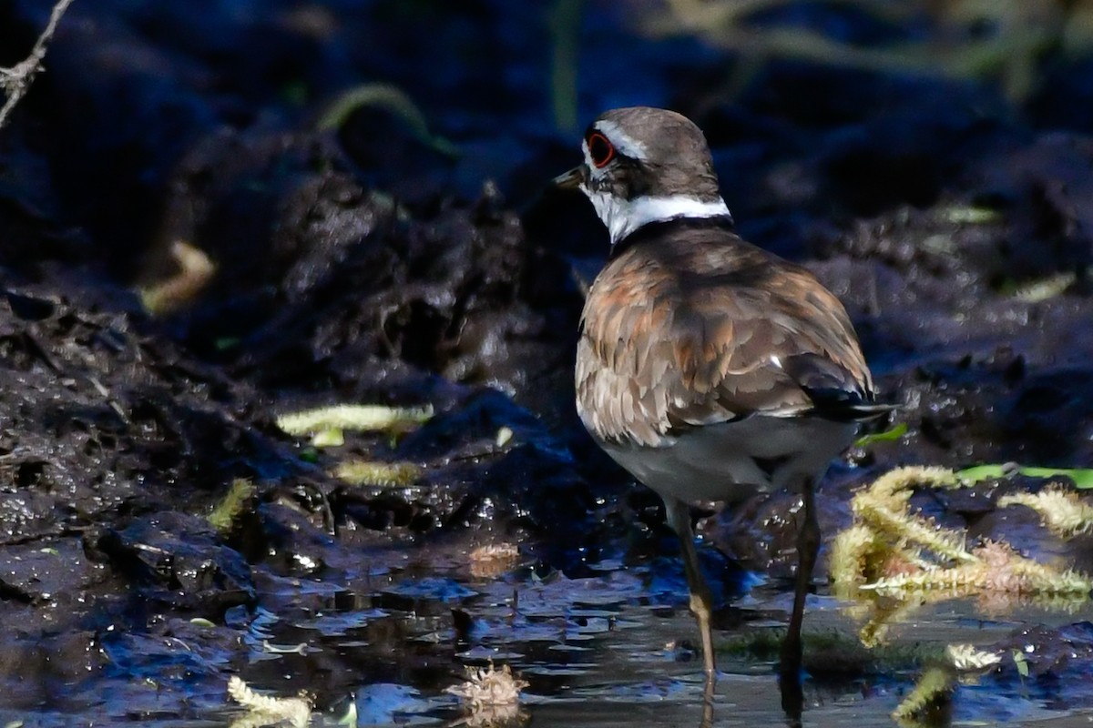 Killdeer - ML619127269