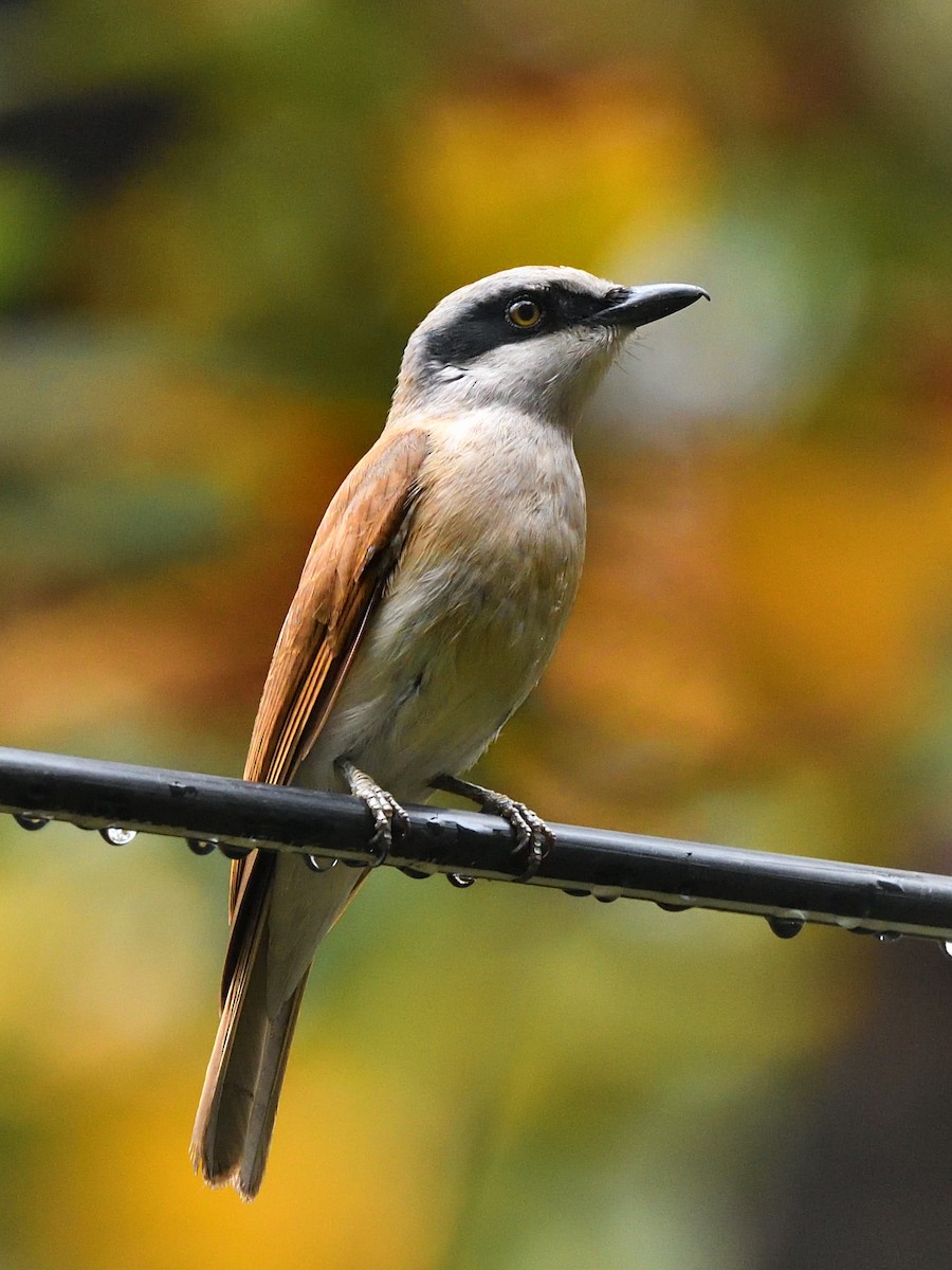 Large Woodshrike - Bhaskar Mandal