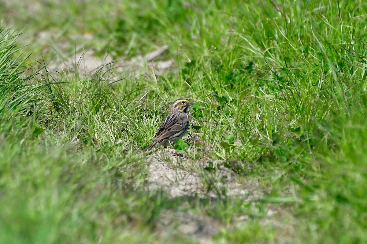 Savannah Sparrow - Cristine Van Dyke