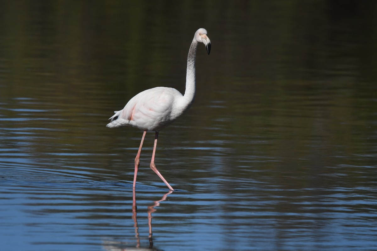 Greater Flamingo - Alejandro Gómez Vilches