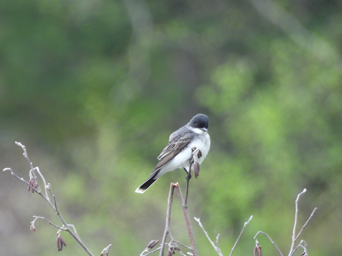 Eastern Kingbird - Stacey Huth