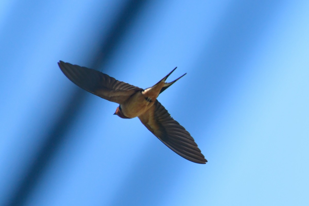 Barn Swallow - ML619127311