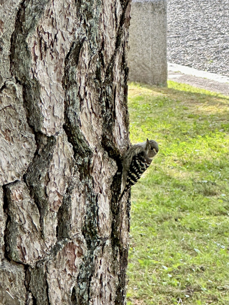 Japanese Pygmy Woodpecker - ML619127329