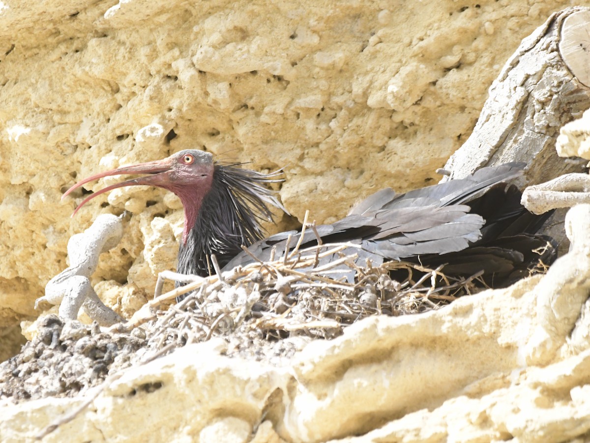 Northern Bald Ibis - ML619127333