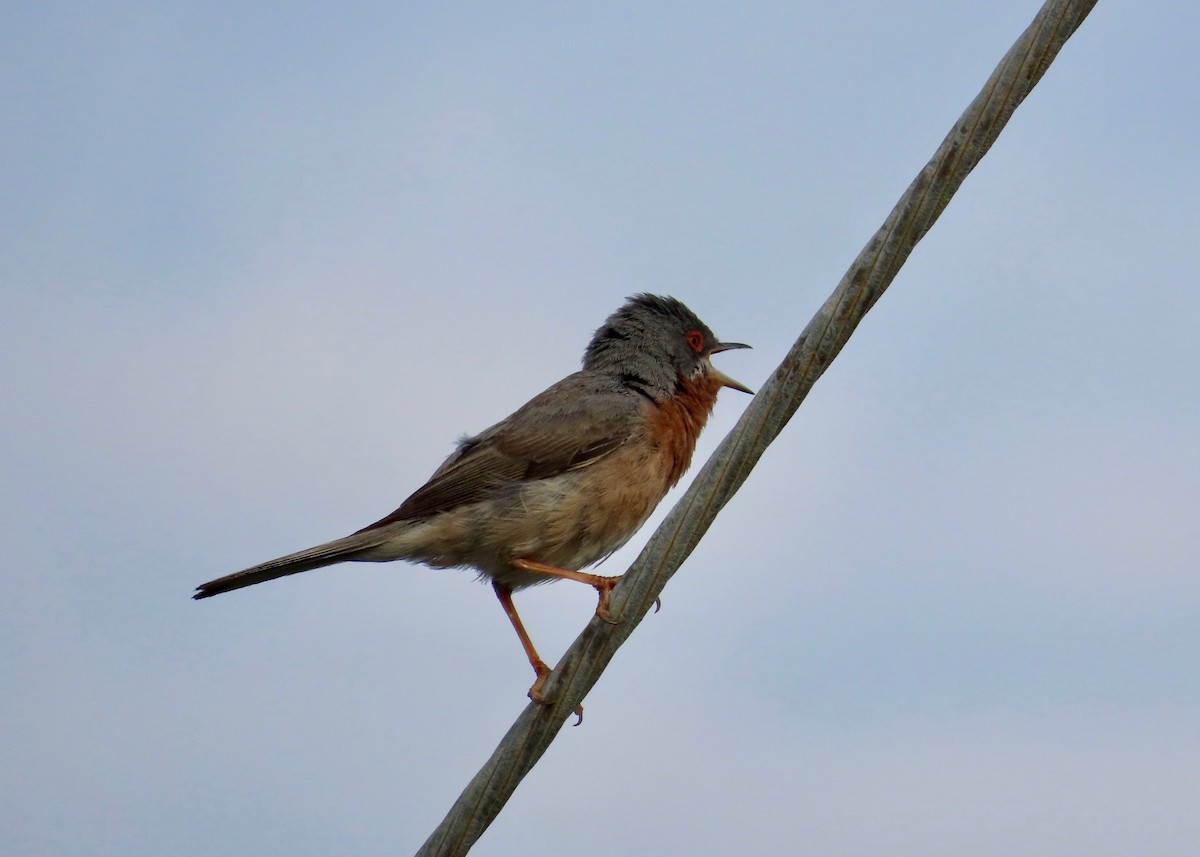 Eastern Subalpine Warbler - ML619127342