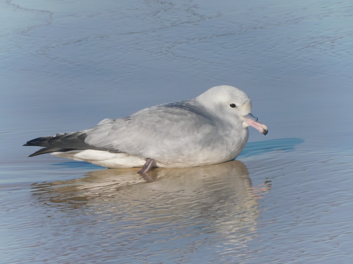 Fulmar argenté - ML619127345