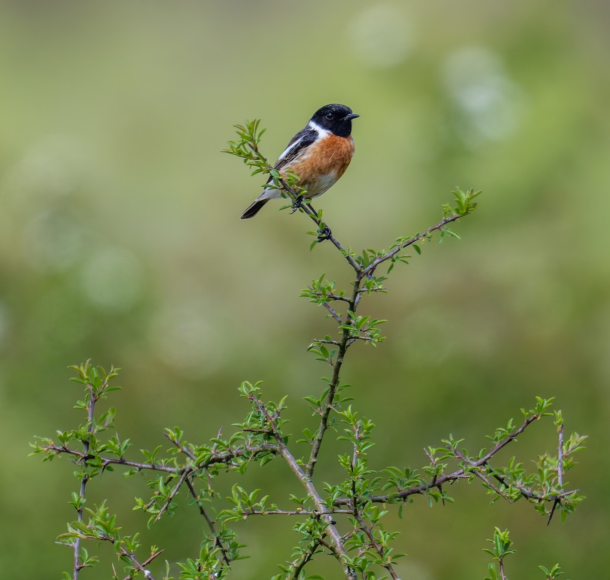 European Stonechat - Tracey Jolliffe