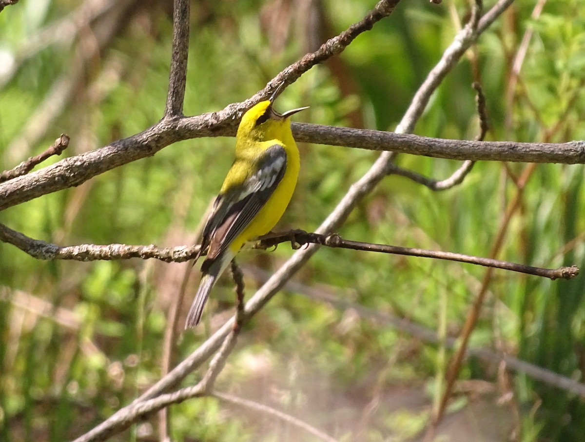 Blue-winged Warbler - Susan Kirchhausen