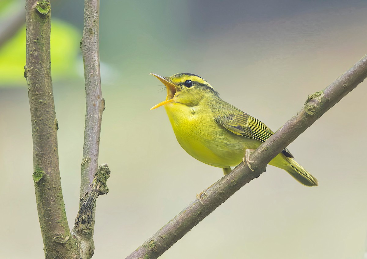 Sulphur-breasted Warbler - 浙江 重要鸟讯汇整