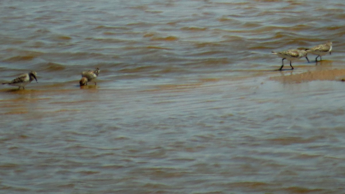 Western Sandpiper - Pam Campbell