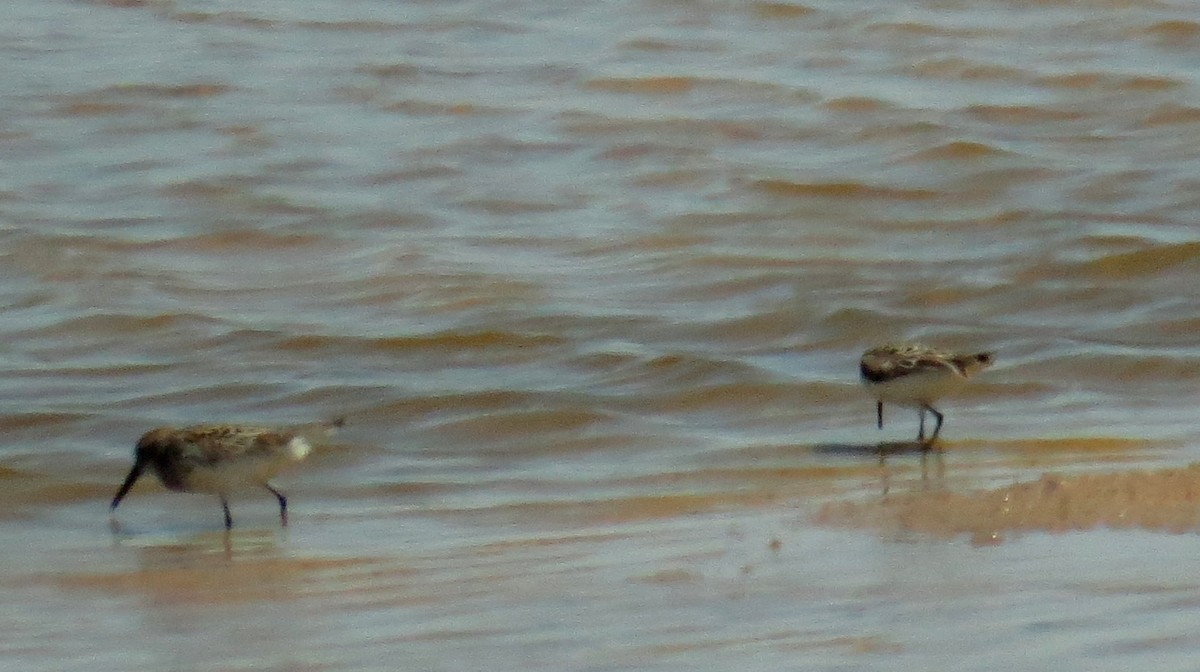 Western Sandpiper - Pam Campbell