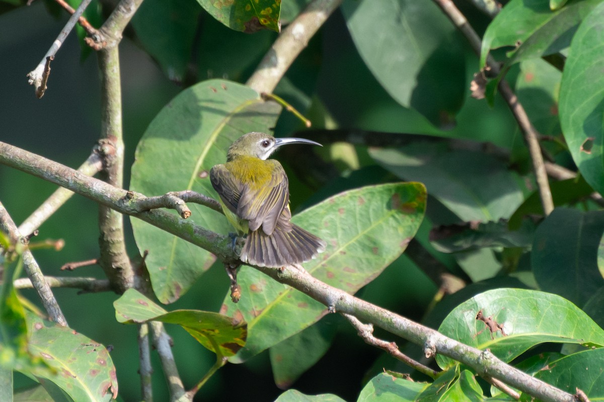 Little Spiderhunter - Abdul Mazid Shah