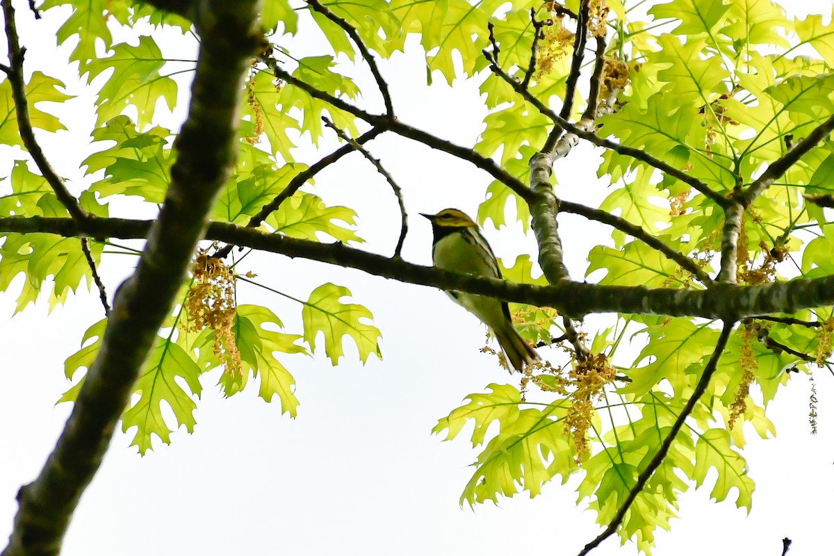 Black-throated Green Warbler - Cristine Van Dyke