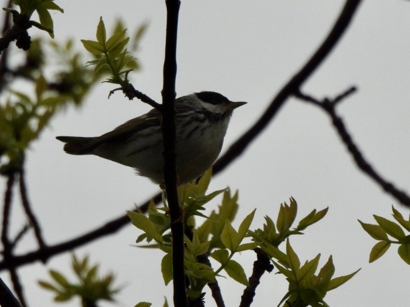 Blackpoll Warbler - Esther and Gyula Mackinlay - Gergely