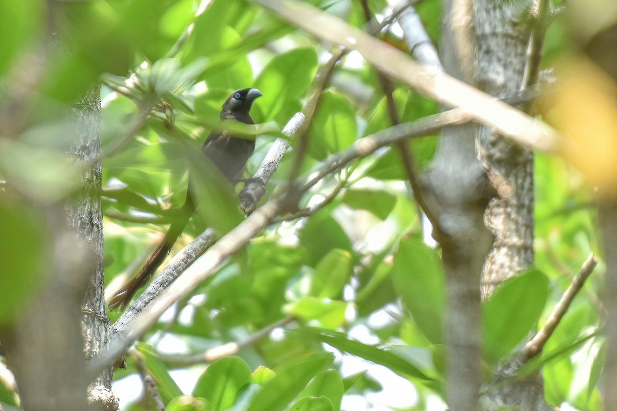 Racket-tailed Treepie - Thitiphon Wongkalasin