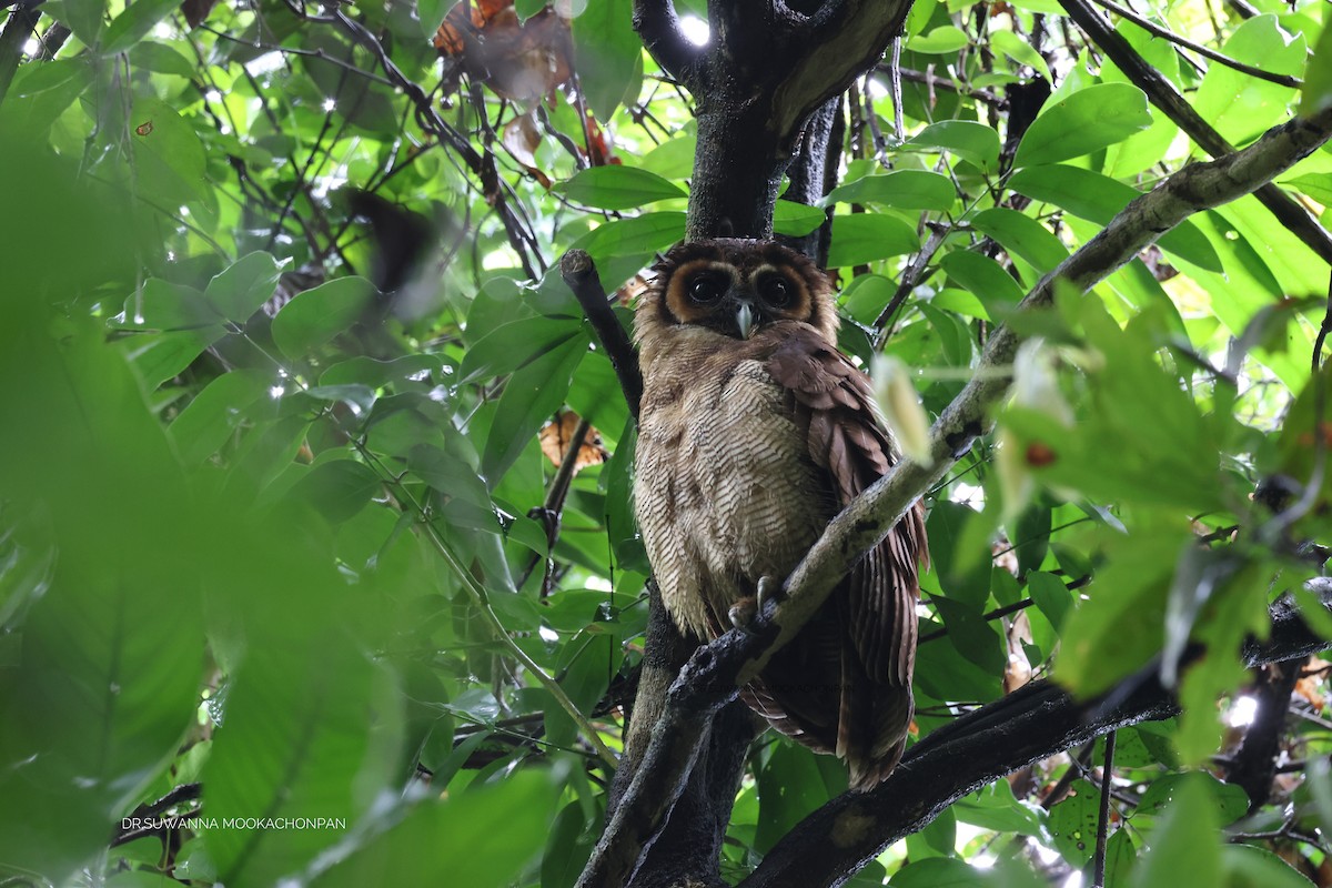 Brown Wood-Owl - suwanna mookachonpan
