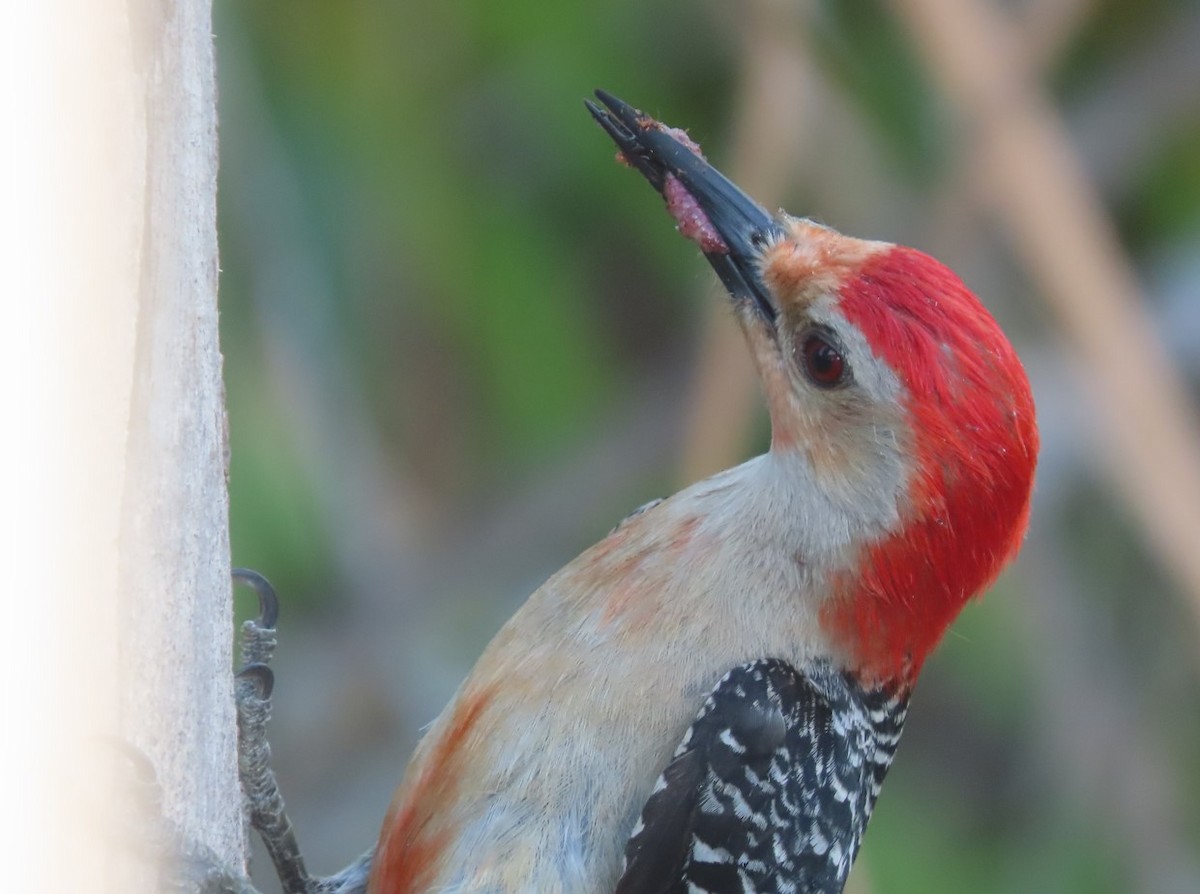 Red-bellied Woodpecker - Michal Bardecki