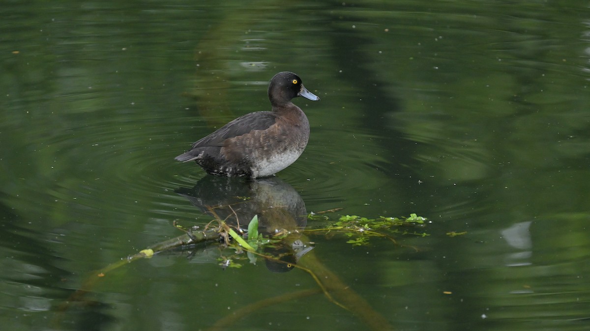 Tufted Duck - Roberto Lupi