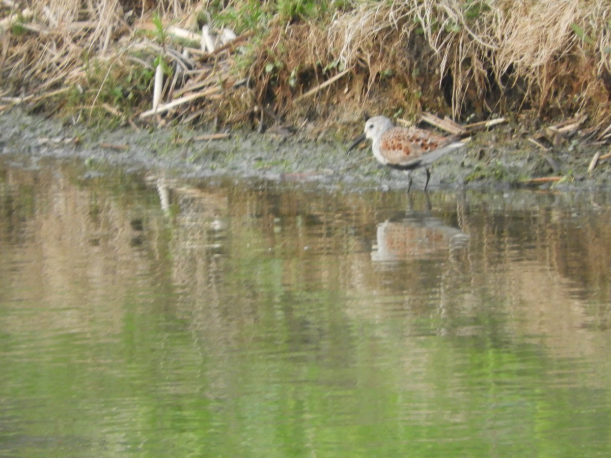 Dunlin - ML619127543