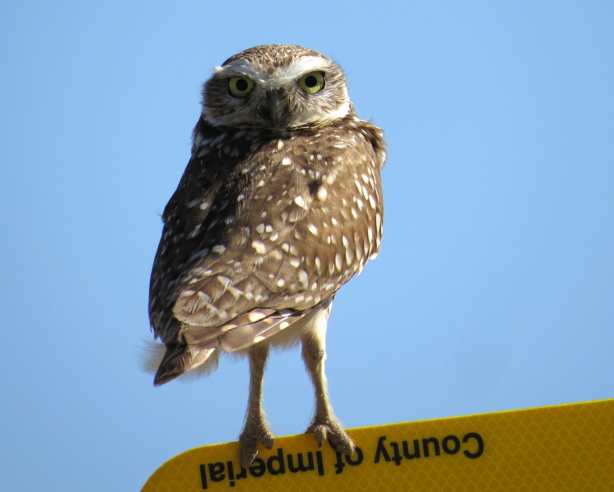 Burrowing Owl - Pam Campbell