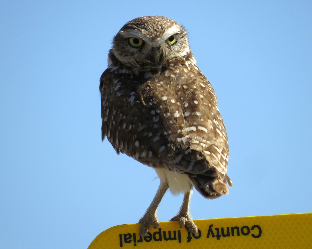 Burrowing Owl - Pam Campbell