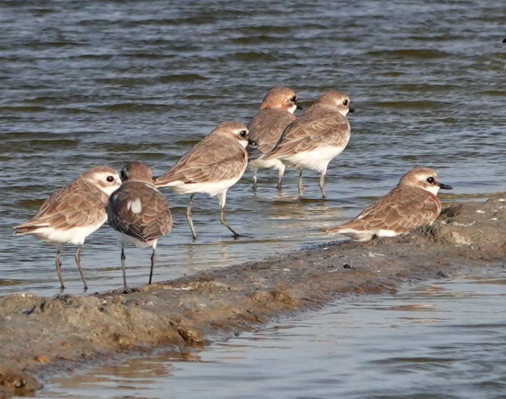 Tibetan Sand-Plover - Peter Burke