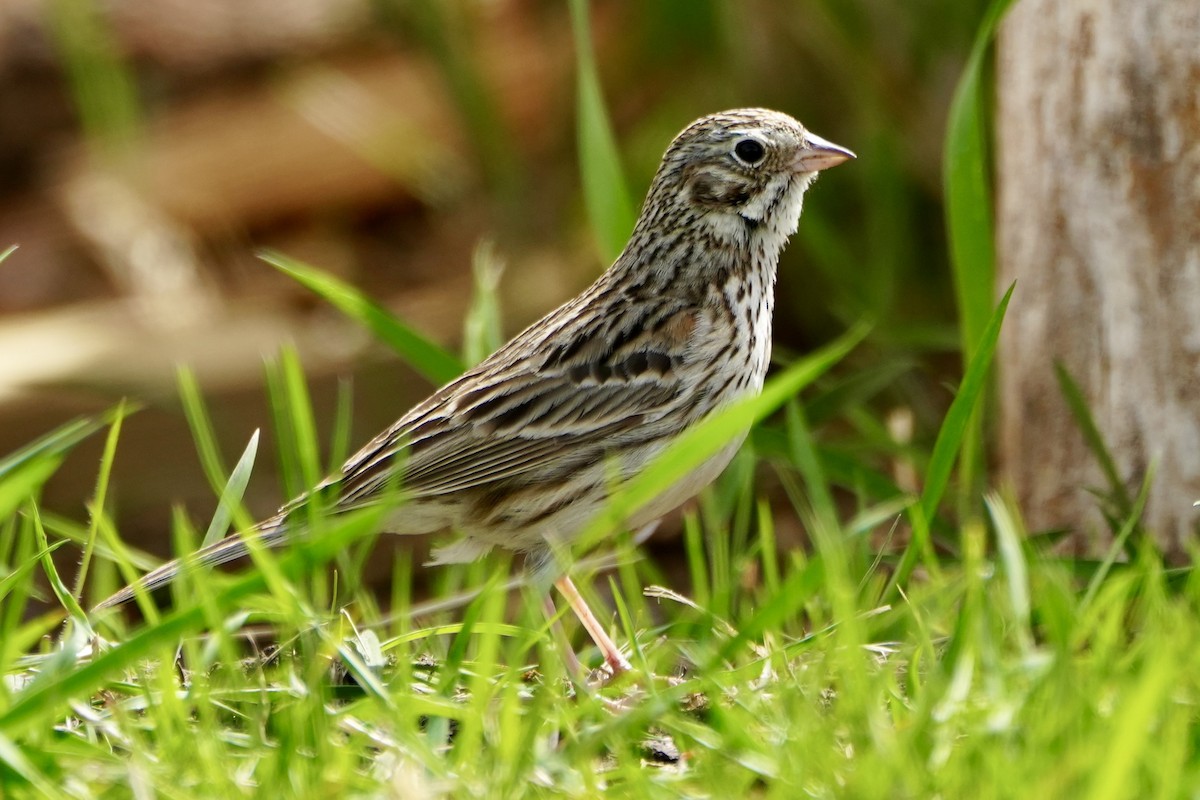Vesper Sparrow - Kevin Waggoner
