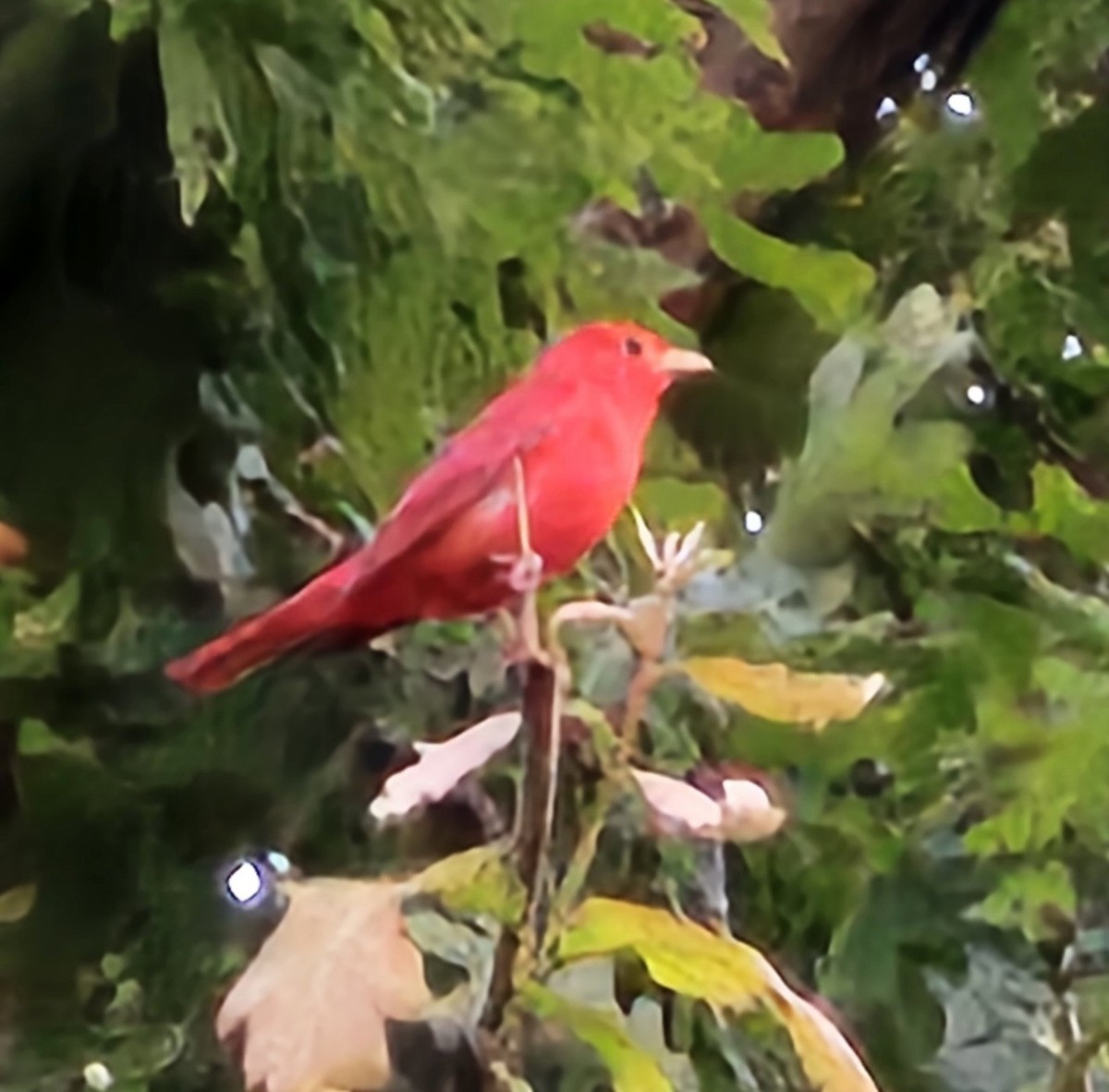 Summer Tanager - K Keith