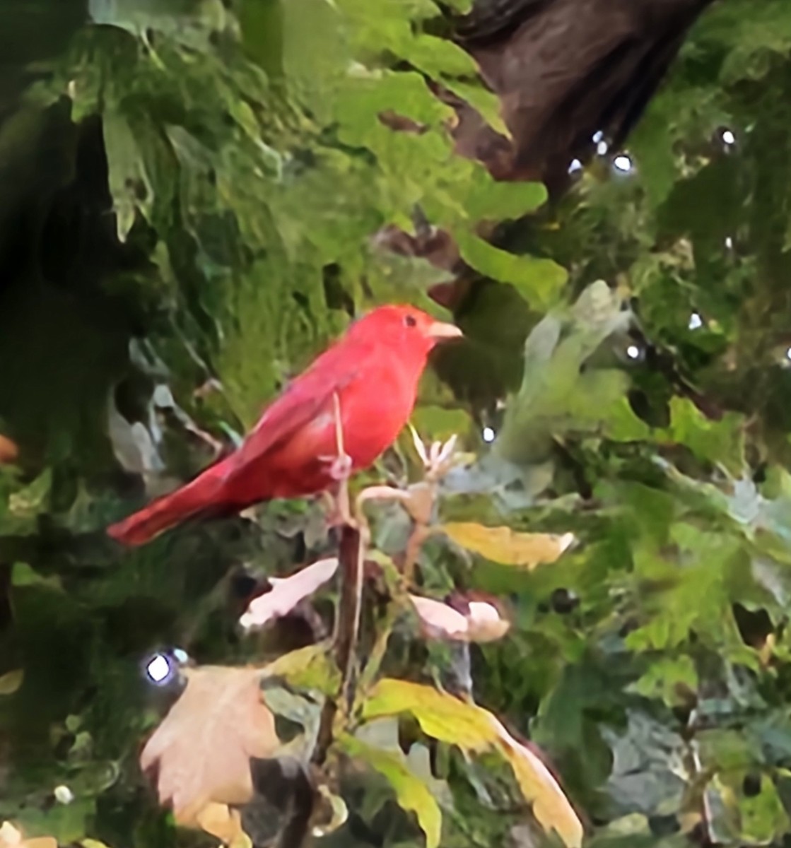Summer Tanager - K Keith