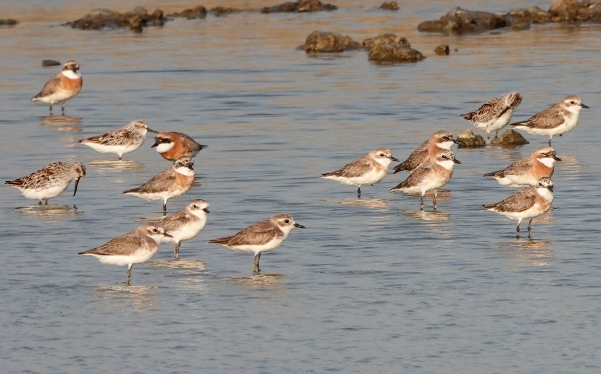 Tibetan Sand-Plover - Peter Burke