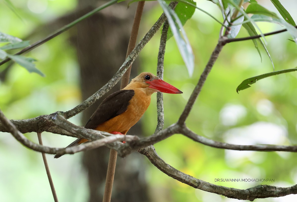 Brown-winged Kingfisher - ML619127660