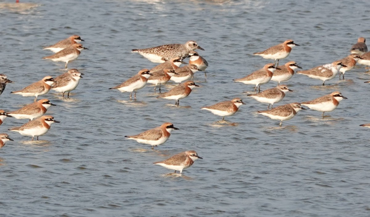 Tibetan Sand-Plover - Peter Burke