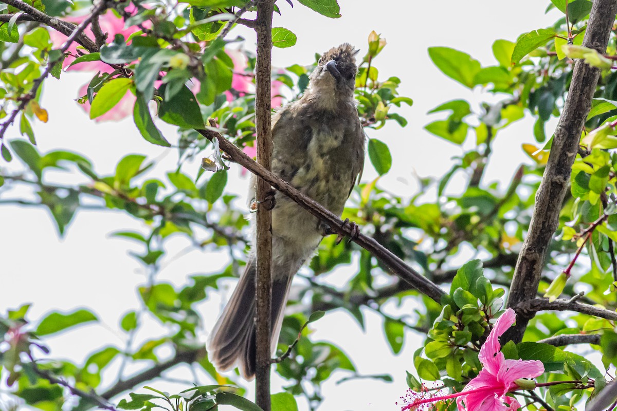 Seychelles Bulbul - David Hird